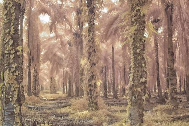 Palmiye yağı tarlasının içindeki parlak günün kızılötesi görüntüsü.  