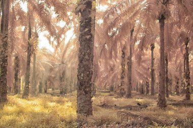 Palmiye yağı tarlasının içindeki parlak günün kızılötesi görüntüsü.  