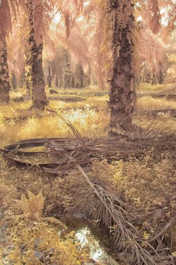 Palmiye yağı tarlasının içindeki parlak günün kızılötesi görüntüsü.  