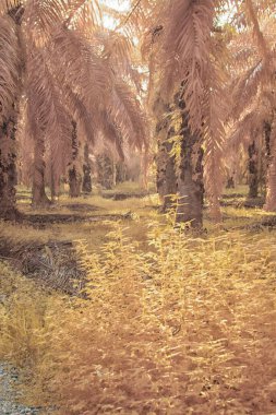 Palmiye yağı tarlasının içindeki parlak günün kızılötesi görüntüsü.  