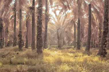Palmiye yağı tarlasının içindeki parlak günün kızılötesi görüntüsü.  