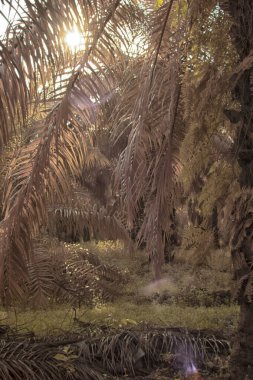 Palmiye yağı tarlasının içindeki parlak günün kızılötesi görüntüsü.  