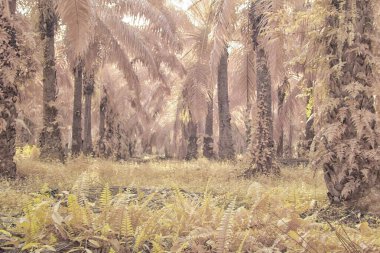 Palmiye yağı tarlasının içindeki parlak günün kızılötesi görüntüsü.  