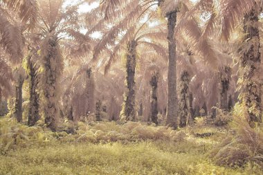 Palmiye yağı tarlasının içindeki parlak günün kızılötesi görüntüsü.  