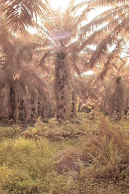 Palmiye yağı tarlasının içindeki parlak günün kızılötesi görüntüsü.  