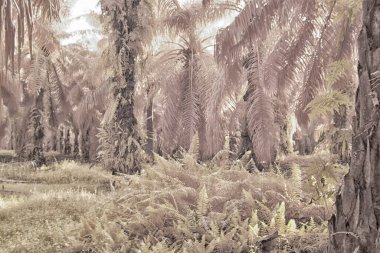 Palmiye yağı tarlasının içindeki parlak günün kızılötesi görüntüsü.  