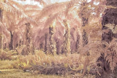 Palmiye yağı tarlasının içindeki parlak günün kızılötesi görüntüsü.  