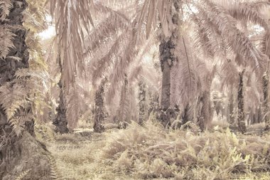 Palmiye yağı tarlasının içindeki parlak günün kızılötesi görüntüsü.  