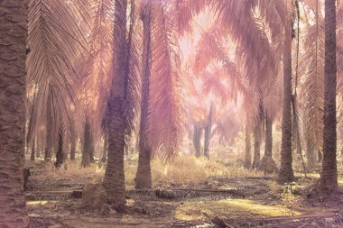 Palmiye yağı tarlasının içindeki parlak günün kızılötesi görüntüsü.  