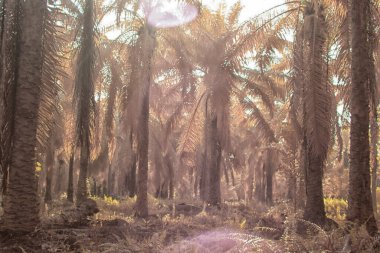 Palmiye yağı tarlasının içindeki parlak günün kızılötesi görüntüsü.  