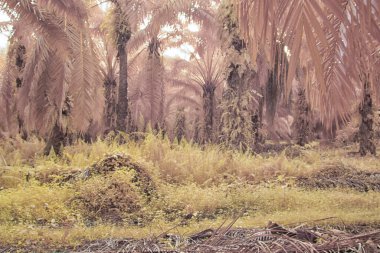 Palmiye yağı tarlasının içindeki parlak günün kızılötesi görüntüsü.  