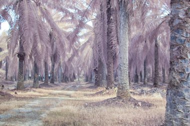 Palmiye yağı tarlasının içindeki parlak günün kızılötesi görüntüsü.  