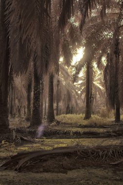 Palmiye yağı tarlasının içindeki parlak günün kızılötesi görüntüsü.  