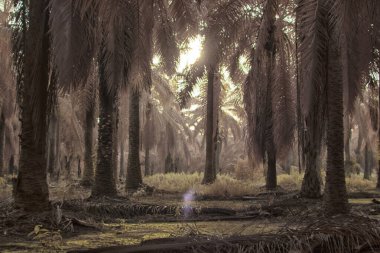 Palmiye yağı tarlasının içindeki parlak günün kızılötesi görüntüsü.  