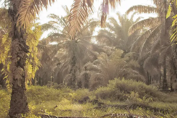 Palmiye yağı tarlasının içindeki parlak günün kızılötesi görüntüsü.  