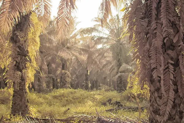 Palmiye yağı tarlasının içindeki parlak günün kızılötesi görüntüsü.  