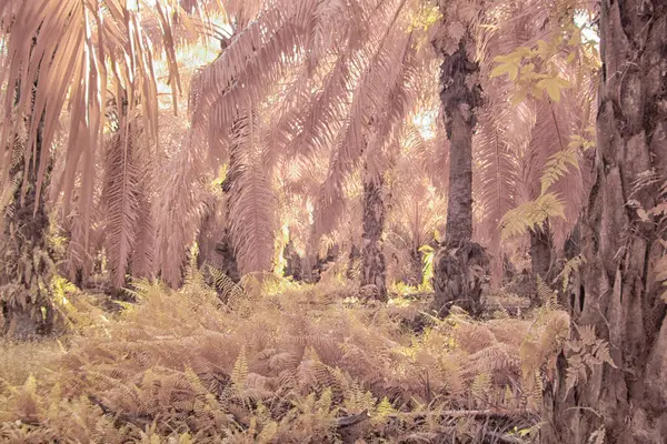 Palmiye yağı tarlasının içindeki parlak günün kızılötesi görüntüsü.  