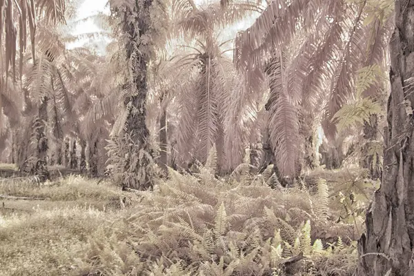 Palmiye yağı tarlasının içindeki parlak günün kızılötesi görüntüsü.  