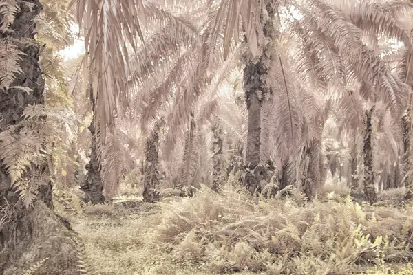 Palmiye yağı tarlasının içindeki parlak günün kızılötesi görüntüsü.  