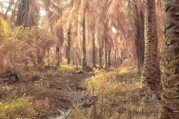 Palmiye yağı tarlasının içindeki parlak günün kızılötesi görüntüsü.  