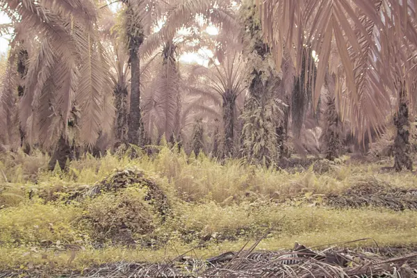 Palmiye yağı tarlasının içindeki parlak günün kızılötesi görüntüsü.  