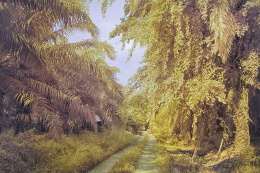 Palmiye yağı çiftliğindeki aşırı gelişmiş bitki örtüsünün kızılötesi görüntüsü..