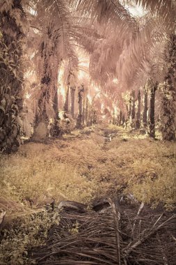 Palmiye yağı çiftliğindeki aşırı gelişmiş bitki örtüsünün kızılötesi görüntüsü..