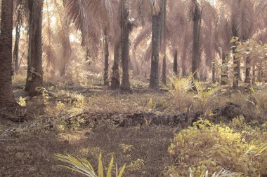 Palmiye yağı çiftliğindeki aşırı gelişmiş bitki örtüsünün kızılötesi görüntüsü..