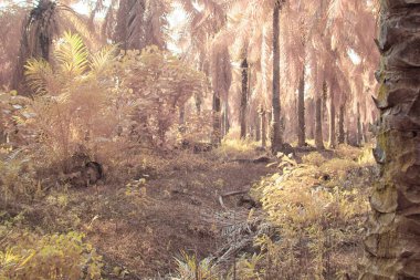 Palmiye yağı çiftliğindeki aşırı gelişmiş bitki örtüsünün kızılötesi görüntüsü..