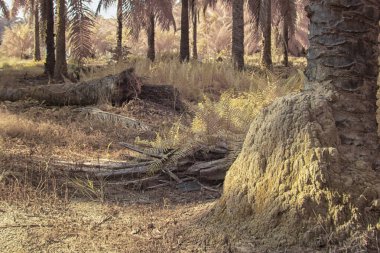 Palmiye yağı çiftliğindeki aşırı gelişmiş bitki örtüsünün kızılötesi görüntüsü..