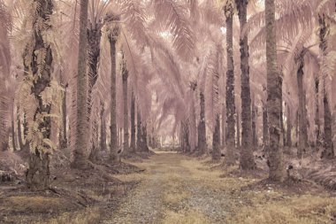 Palmiye yağı çiftliğindeki aşırı gelişmiş bitki örtüsünün kızılötesi görüntüsü..