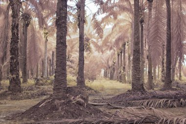 Palmiye yağı çiftliğindeki aşırı gelişmiş bitki örtüsünün kızılötesi görüntüsü..