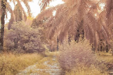 Palmiye yağı çiftliğindeki aşırı gelişmiş bitki örtüsünün kızılötesi görüntüsü..