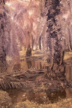 Palmiye yağı çiftliğindeki aşırı gelişmiş bitki örtüsünün kızılötesi görüntüsü..