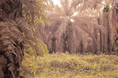 Palmiye yağı çiftliğindeki aşırı gelişmiş bitki örtüsünün kızılötesi görüntüsü..