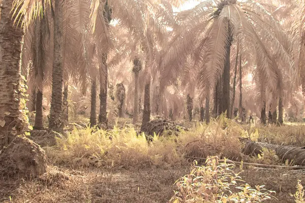 Palmiye yağı çiftliğindeki aşırı gelişmiş bitki örtüsünün kızılötesi görüntüsü..