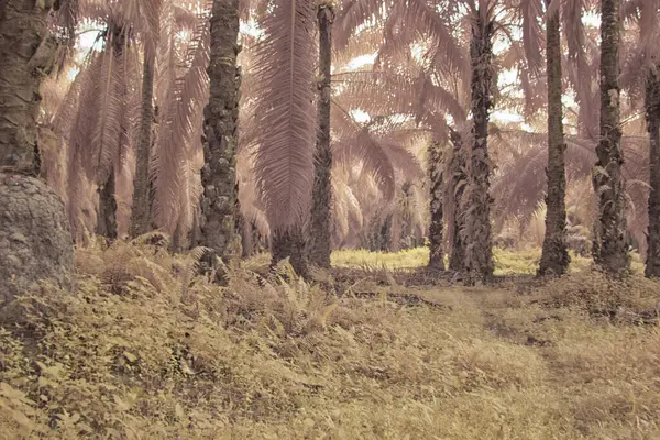 Palmiye yağı çiftliğindeki aşırı gelişmiş bitki örtüsünün kızılötesi görüntüsü..