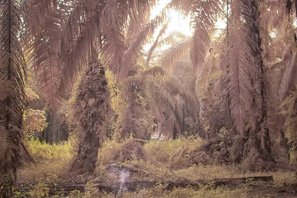 Palmiye yağı çiftliğindeki aşırı gelişmiş bitki örtüsünün kızılötesi görüntüsü..