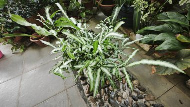 Pteris Cretica, ele avuca sığmaz yemyeşil yaprakları olan popüler kapalı alan bitkisi.,