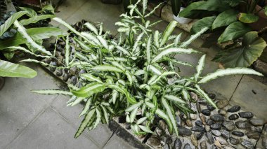 Pteris Cretica, ele avuca sığmaz yemyeşil yaprakları olan popüler kapalı alan bitkisi.,