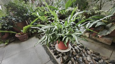 Pteris Cretica, ele avuca sığmaz yemyeşil yaprakları olan popüler kapalı alan bitkisi.,