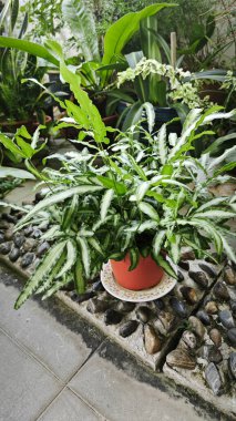 Pteris Cretica, ele avuca sığmaz yemyeşil yaprakları olan popüler kapalı alan bitkisi.,