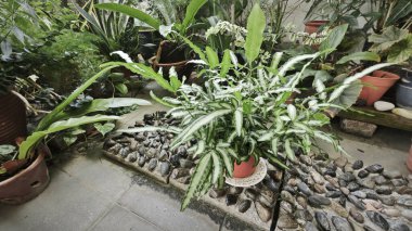 Pteris Cretica, ele avuca sığmaz yemyeşil yaprakları olan popüler kapalı alan bitkisi.,