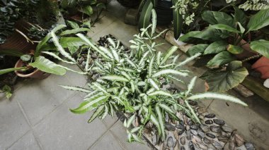 Pteris Cretica, ele avuca sığmaz yemyeşil yaprakları olan popüler kapalı alan bitkisi.,