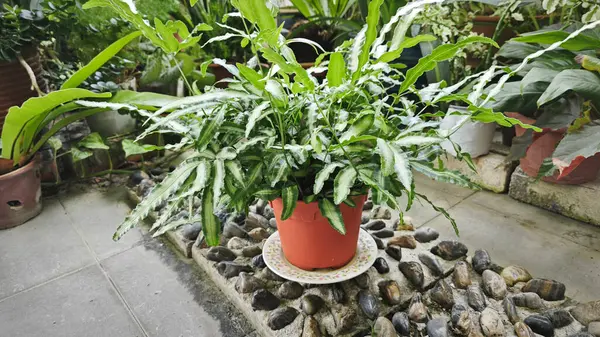 Pteris Cretica, ele avuca sığmaz yemyeşil yaprakları olan popüler kapalı alan bitkisi.,