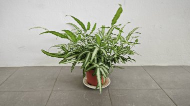 Pteris Cretica, ele avuca sığmaz yemyeşil yaprakları olan popüler kapalı alan bitkisi.,