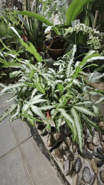 Pteris Cretica, ele avuca sığmaz yemyeşil yaprakları olan popüler kapalı alan bitkisi.,