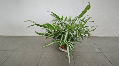Pteris Cretica, ele avuca sığmaz yemyeşil yaprakları olan popüler kapalı alan bitkisi.,
