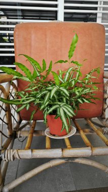 Pteris Cretica, ele avuca sığmaz yemyeşil yaprakları olan popüler kapalı alan bitkisi.,