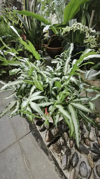 Pteris Cretica, ele avuca sığmaz yemyeşil yaprakları olan popüler kapalı alan bitkisi.,